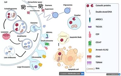 Decoding the secret of extracellular vesicles in the immune tumor microenvironment of the glioblastoma: on the border of kingdoms